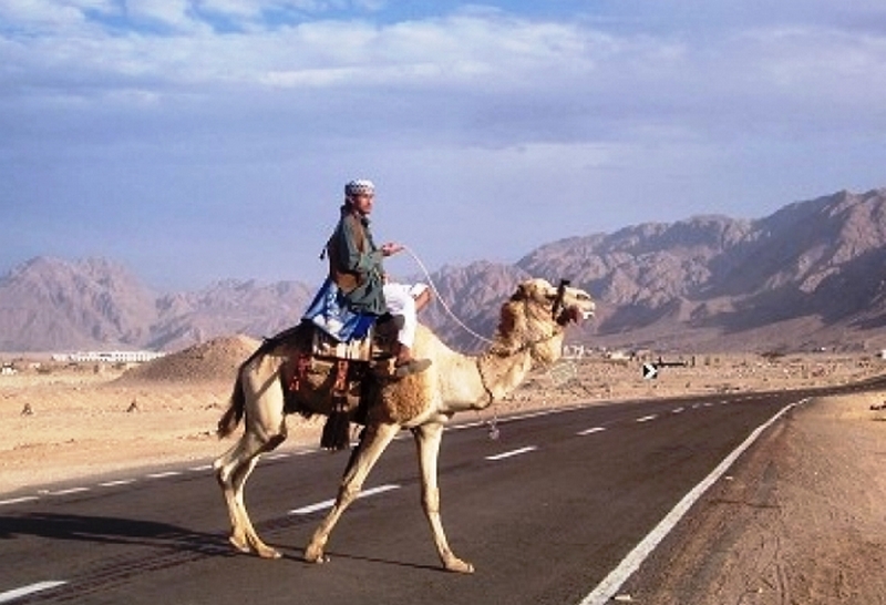 египет, верблюд