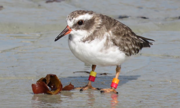 В Новой Зеландии исчезают редкие птицы