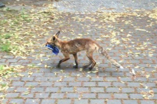 В Берлине раскрыли дело «о похищенных кроссовках»