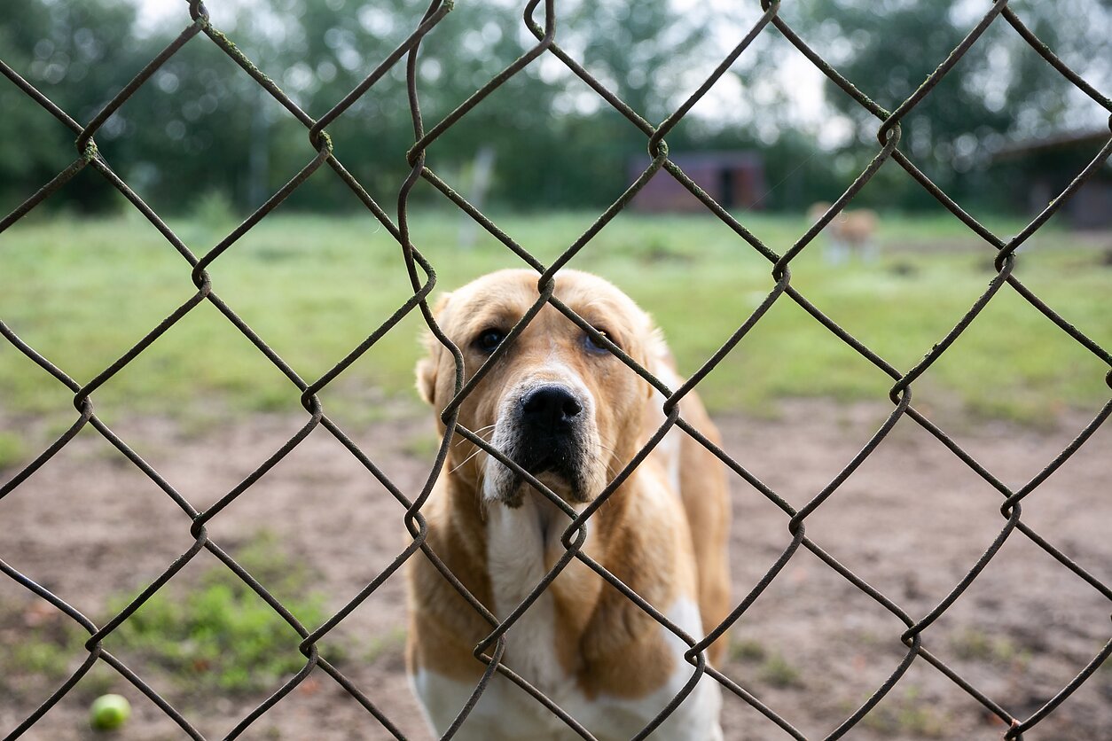 В Литве за жестокое обращение к животным строго накажут