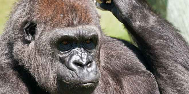 В Мадриде животное напало на работника зоопарка