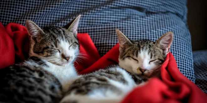 Испанца выселили на улицу вместе с его 110 кошками