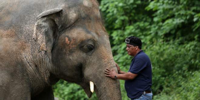 «Самый одинокий слон в мире»
