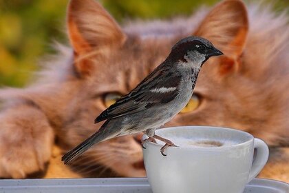 Хозяина кошки накажут, если питомец съест птичку
