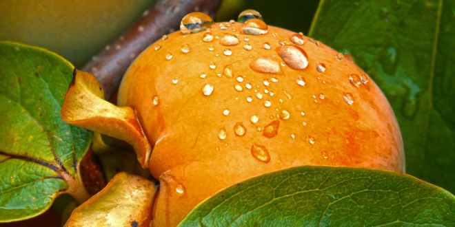 Польза хурмы, о которой вы точно не знали