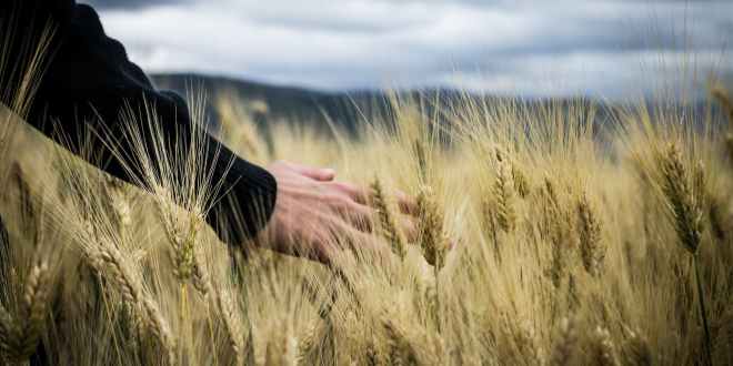 Эпоха земледелия доживает свои последние годы