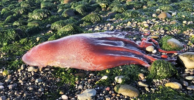 В США на берегу появилось необычное существо