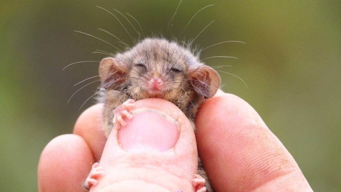 опоссум, животные, Австралия