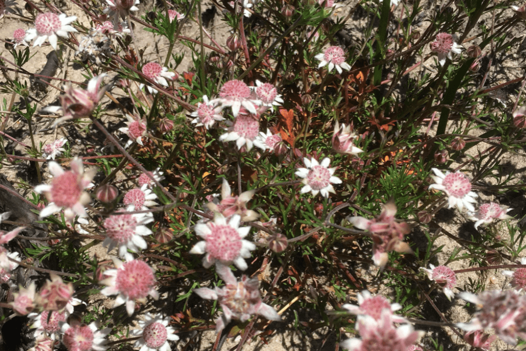 цветы, Австралия