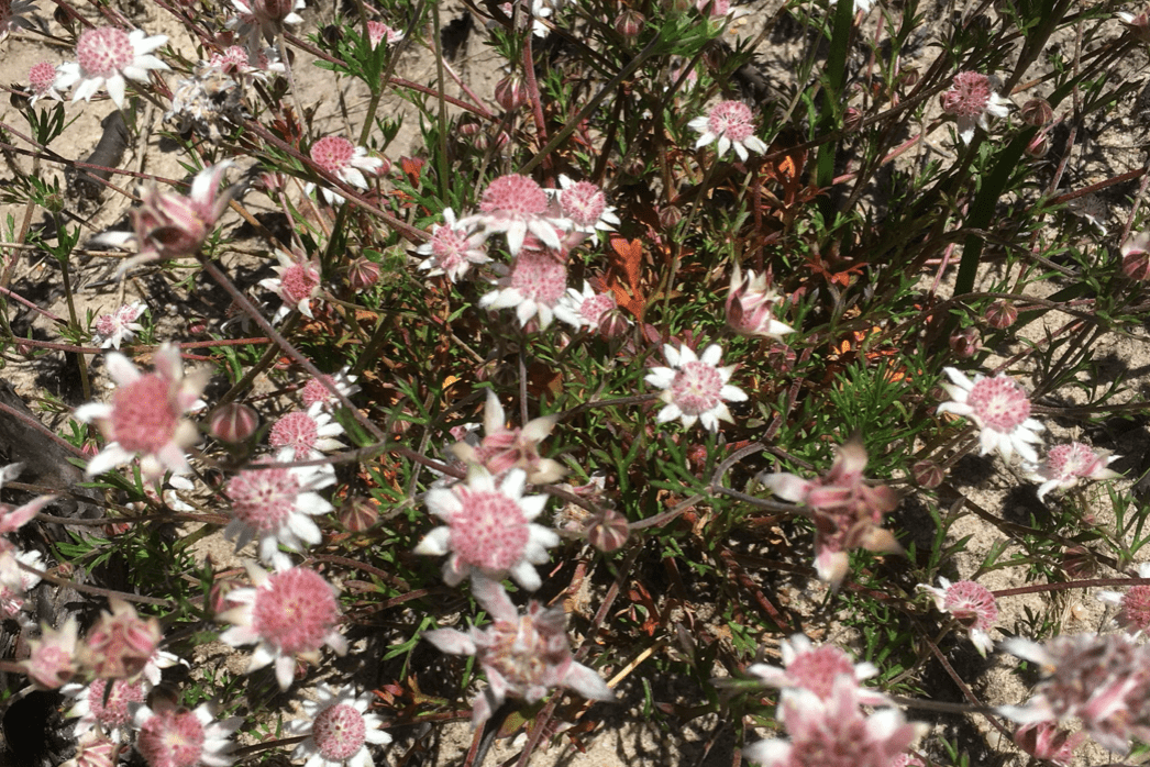 цветы, Австралия