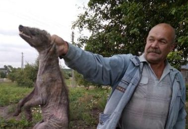 Чупакабара