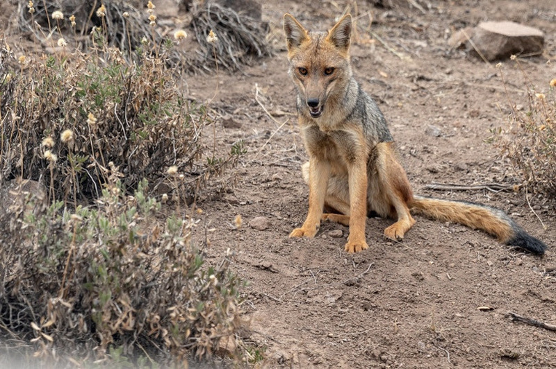 андская лиса