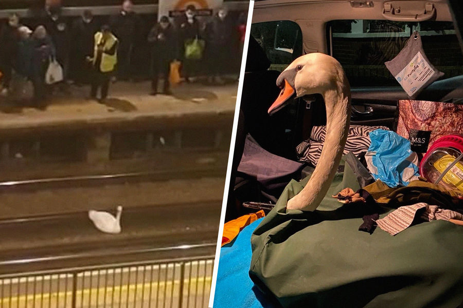 Поезда в лондонском метро застряли из-за лебедя