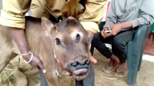 В Индии родился трехглазый теленок