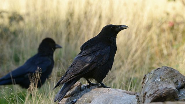 Город в США борется с воронами с помощью лазеров