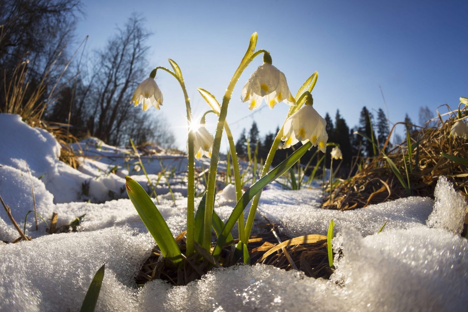 В Беларуси 23 марта потеплеет до 19 °С