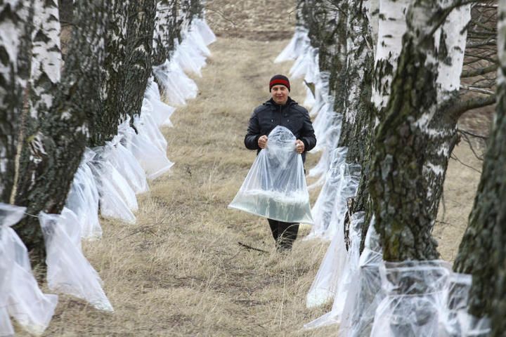 Сбор березового сока