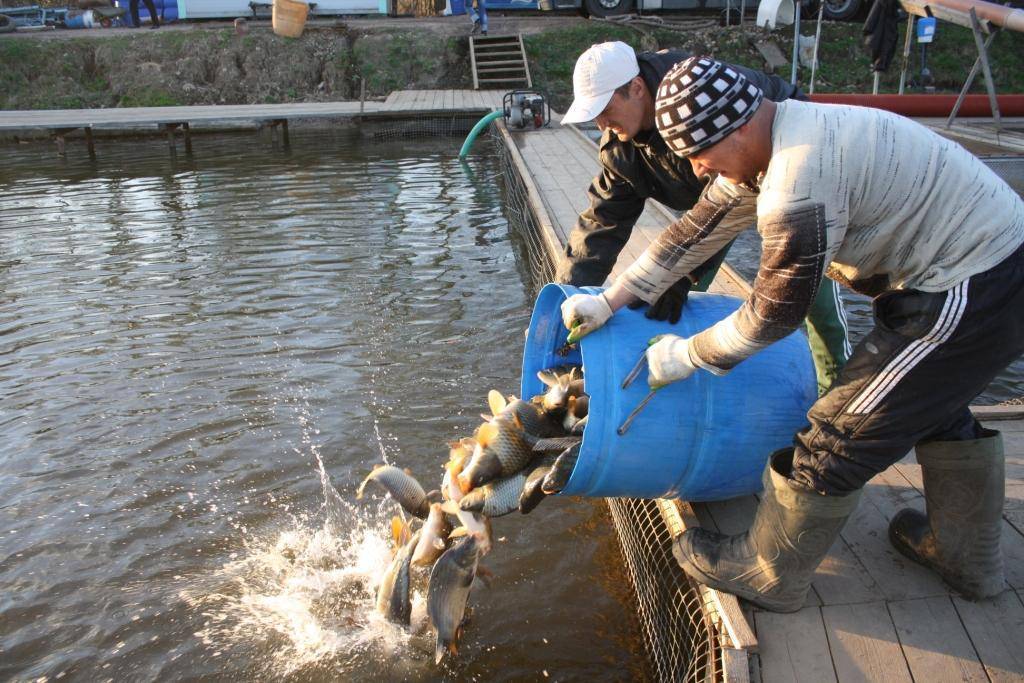 Около 29 тонн рыбы запустили осенью в белорусские водоемы