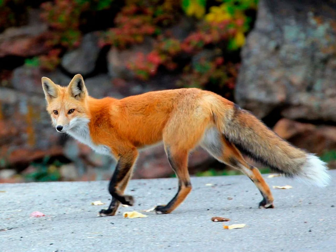 fox    animals  photo      fandoms          