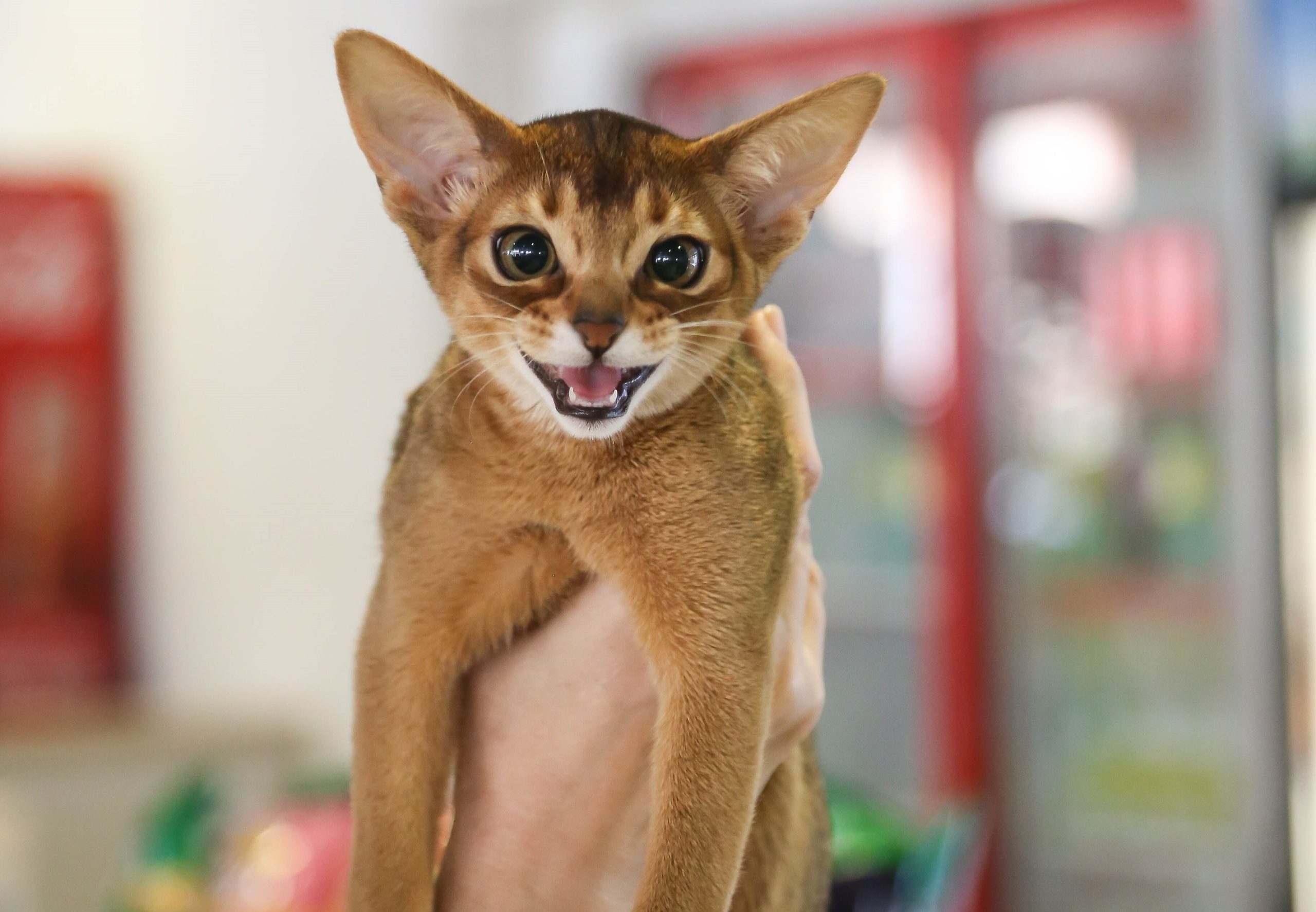 Медленные движения, шепот и мурлыканье — в Минске прошла Международная выставка кошек