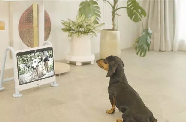 Телевизор для собак