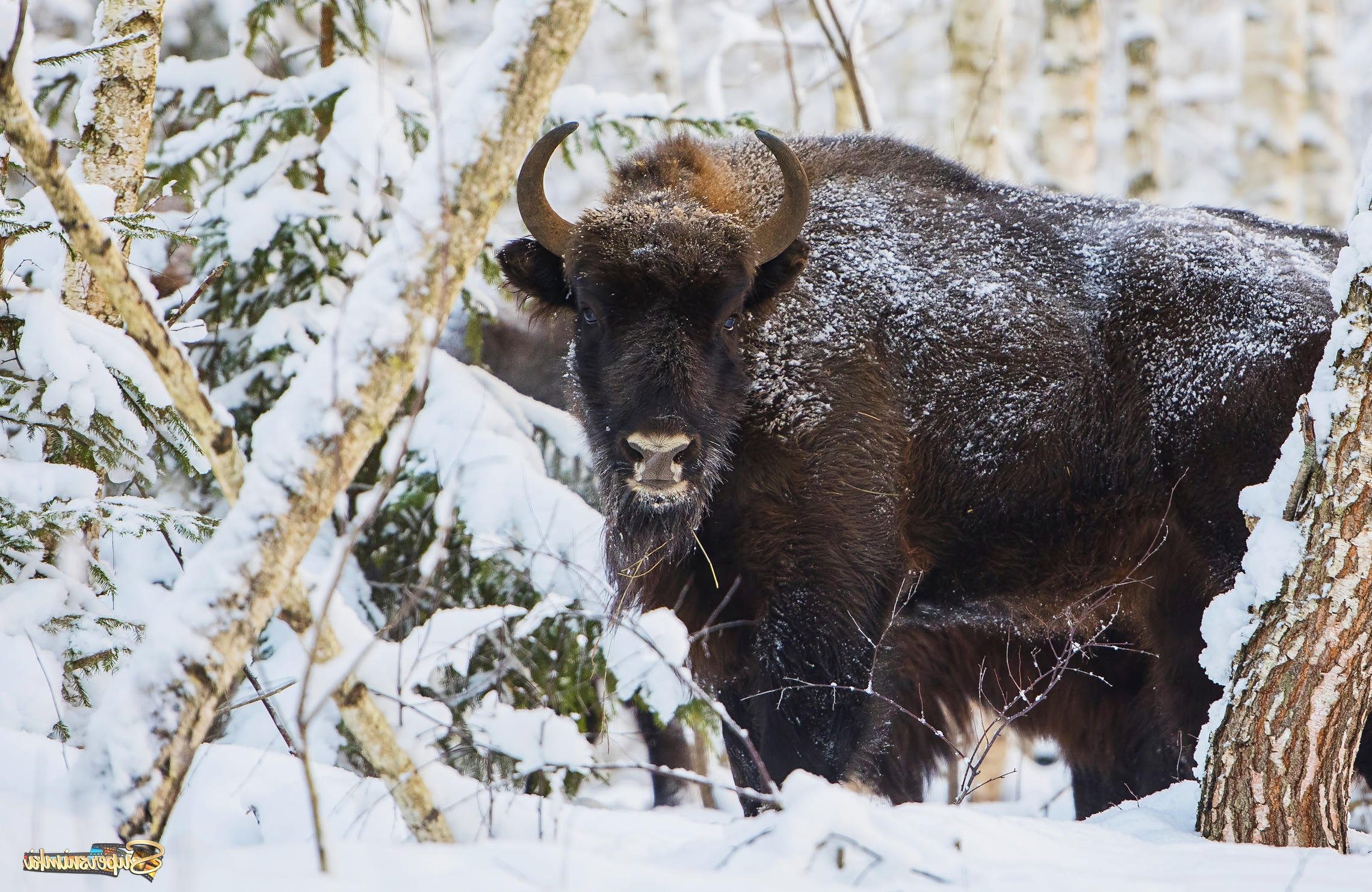 Красная книга Беларуси пополнится новыми видами животных