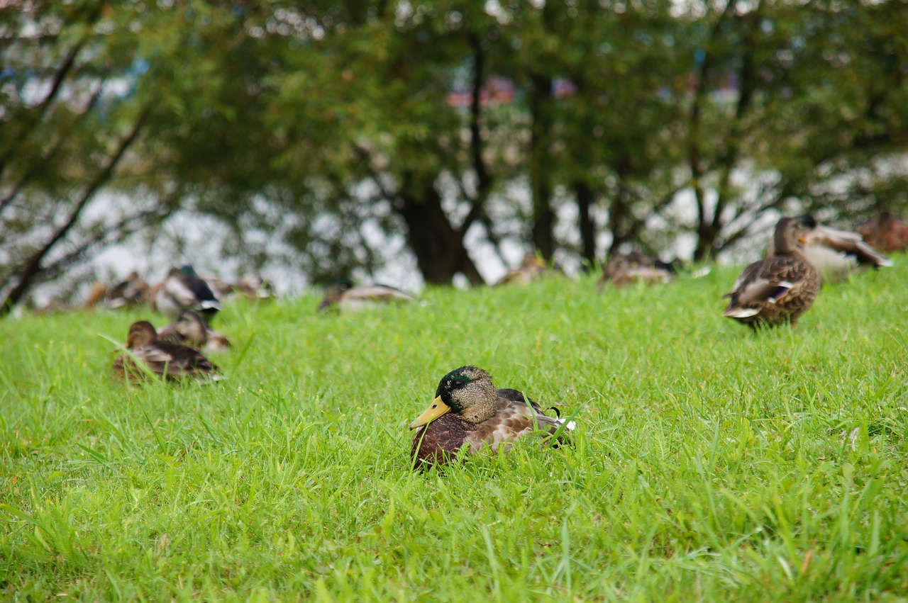 Сервис расчета арендной платы за недвижимость в Минске предложили в НКА