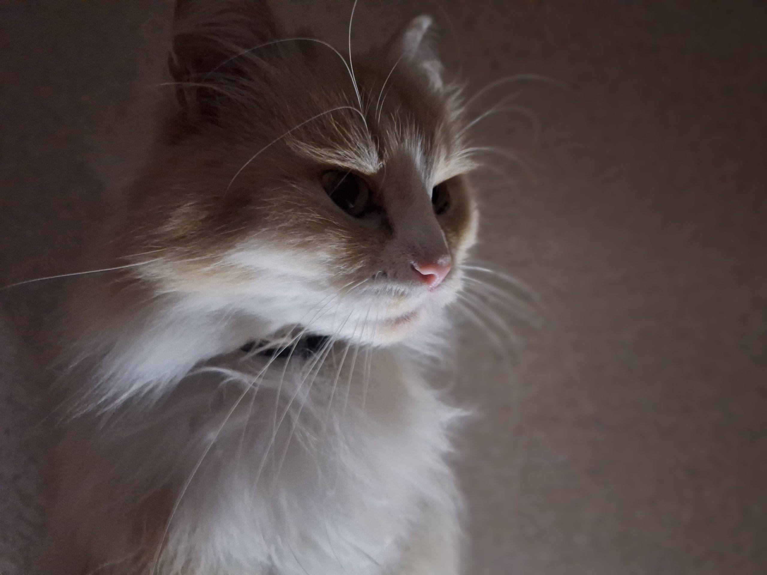 Обязательное чипирование животных не станут  вводить в Беларуси