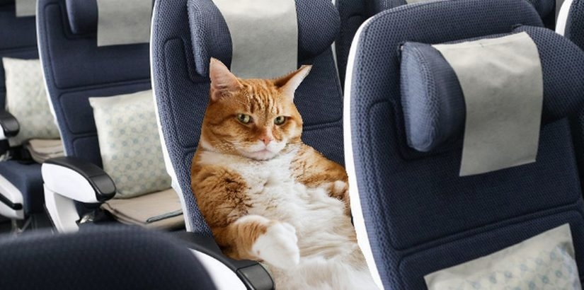 Кот в самолете