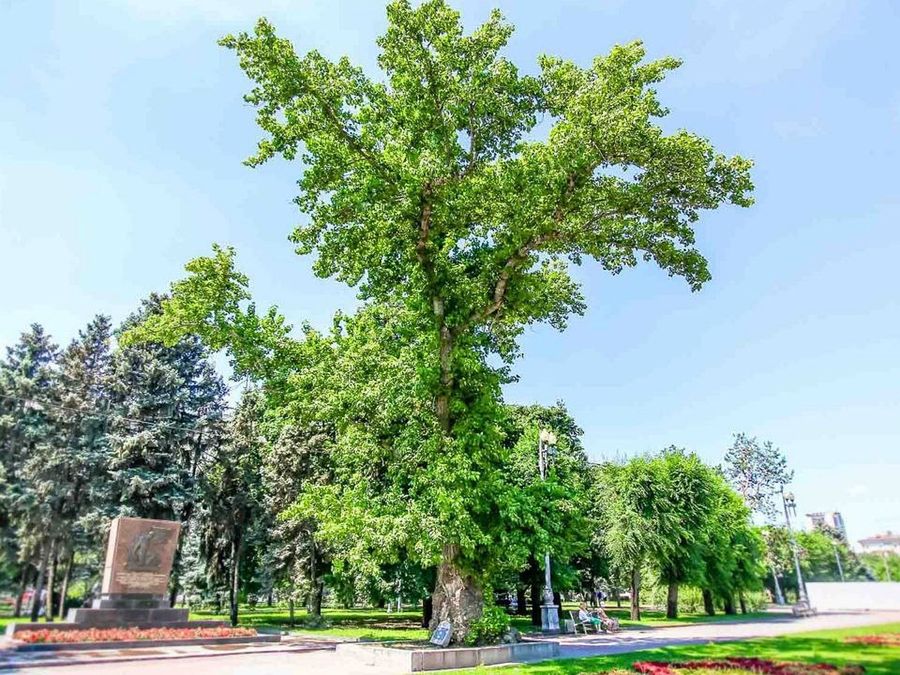 тополь Победы в Сталинграде