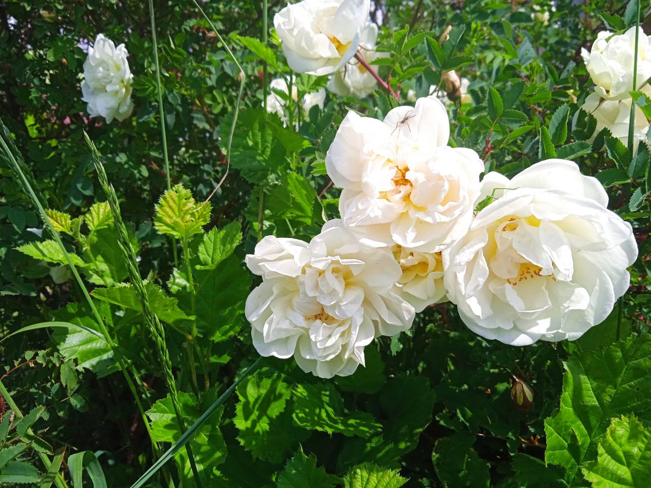 погода лето цветы