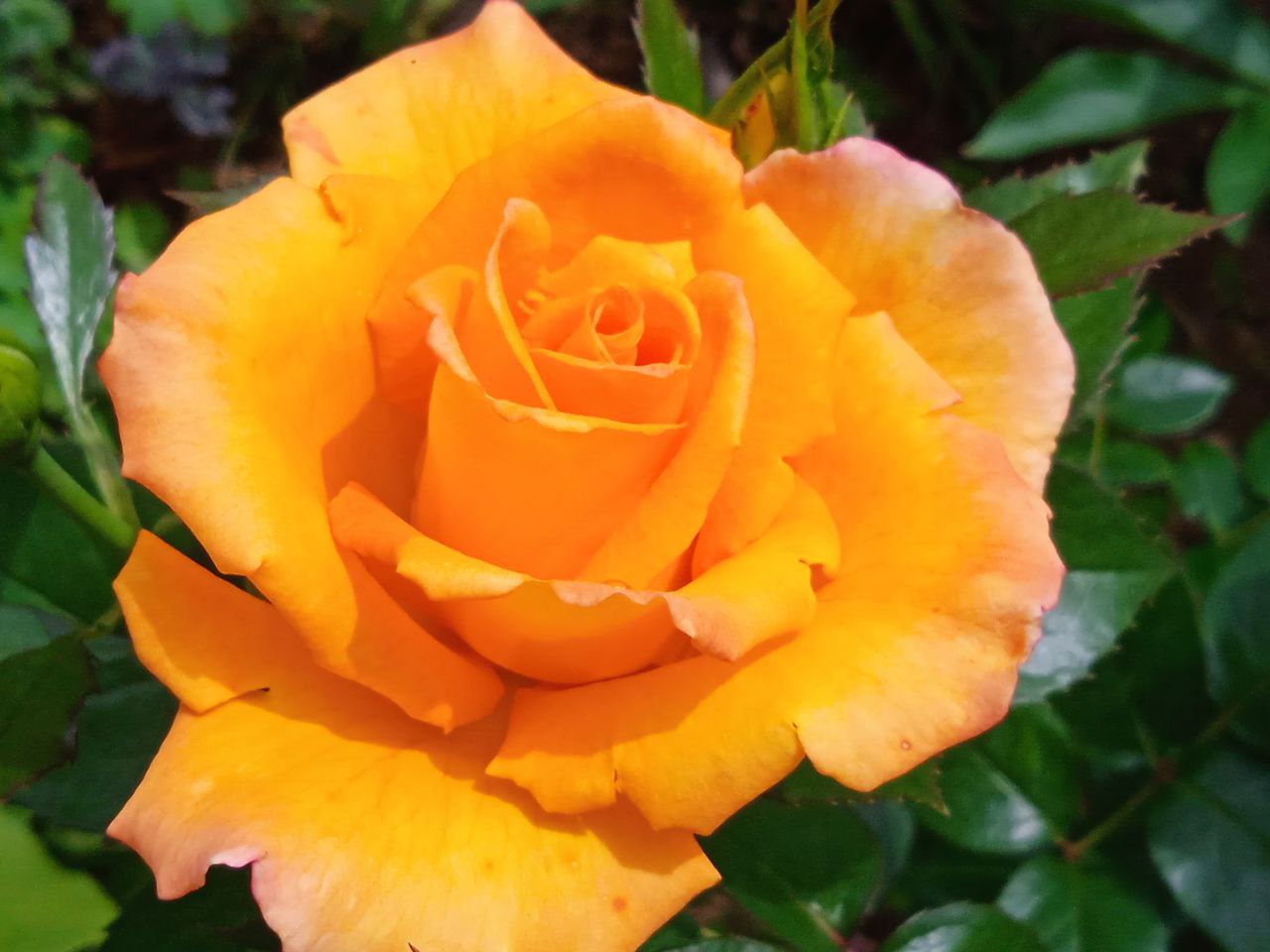 13 июня Вознесение Господне отмечают верующие: приметы и традиции