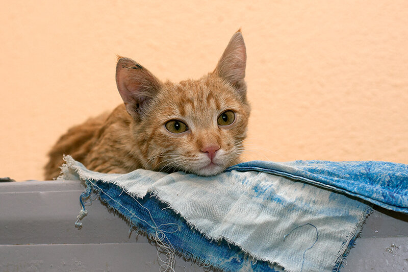 В Гомеле появился серийный живодер — в каком районе лучше не выгуливать животных