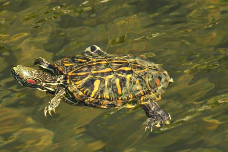 черепаха Брест 