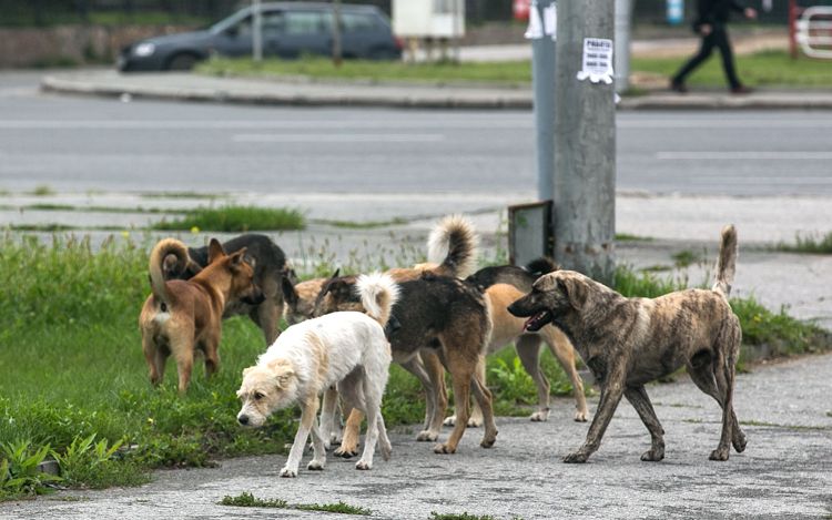 стая собак витебск