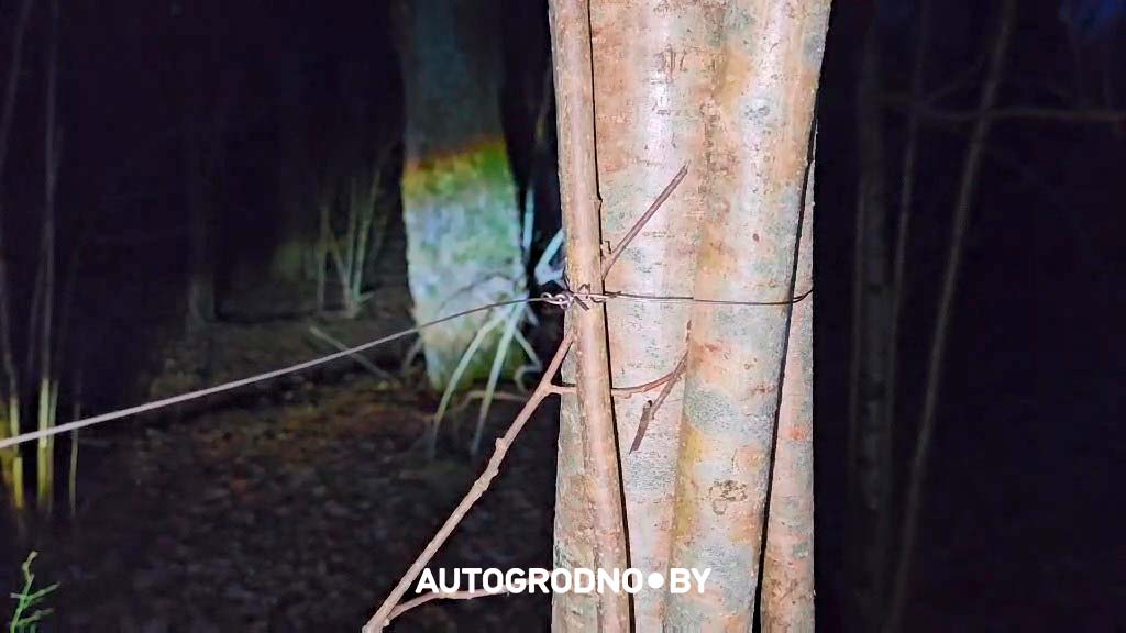 Металлическую проволоку, натянутую между деревьями