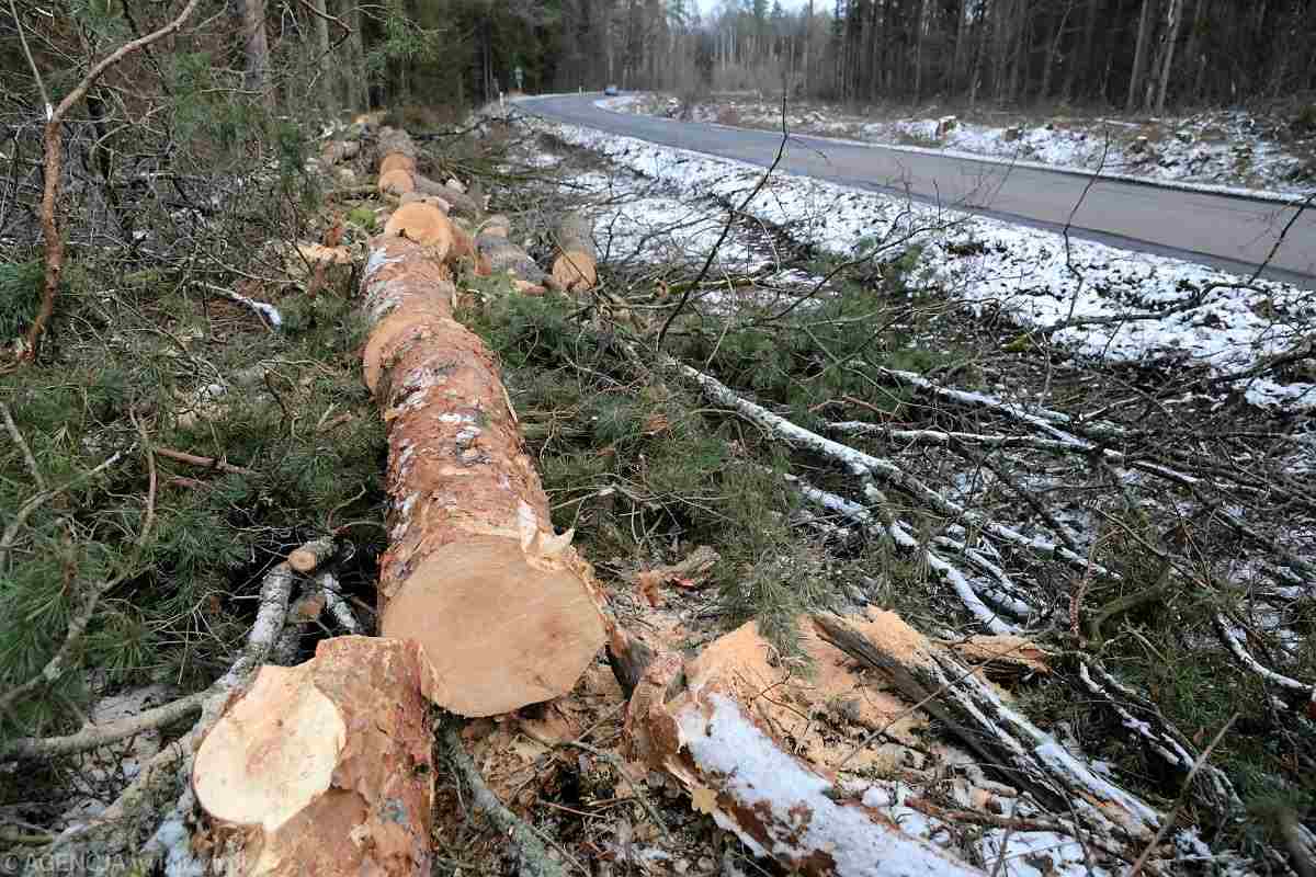 вырубка деревьев в Беловежской пуще