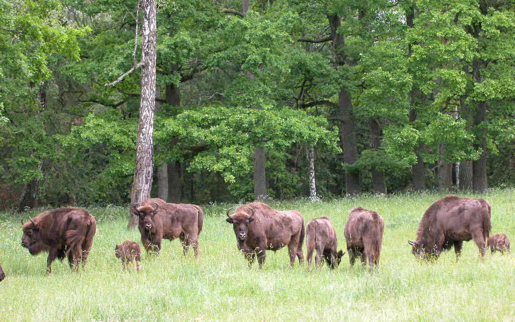беловежская пуща зубры