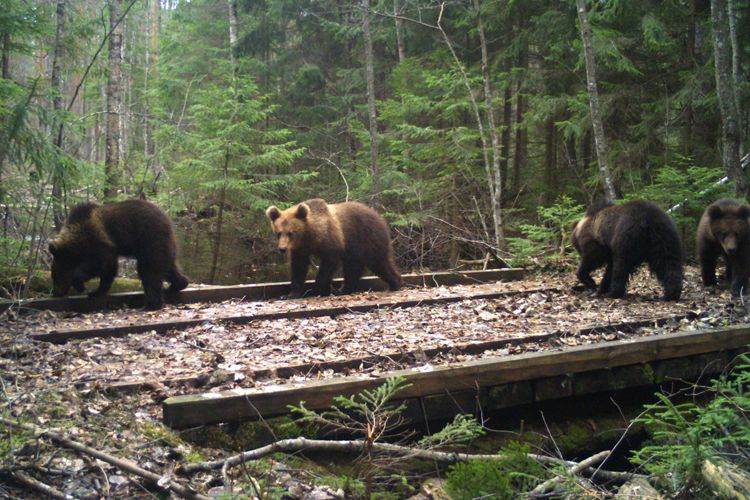 В Березинском биосферном заповеднике Масленица