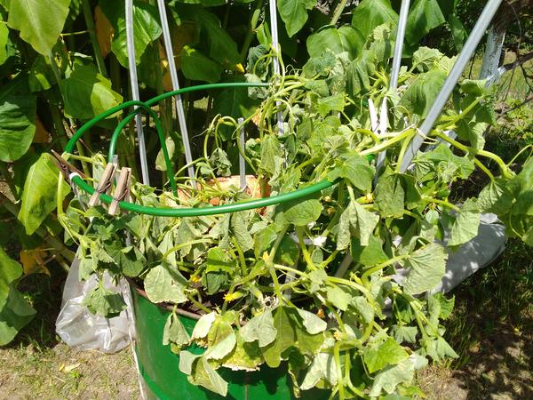 Увядшие растения