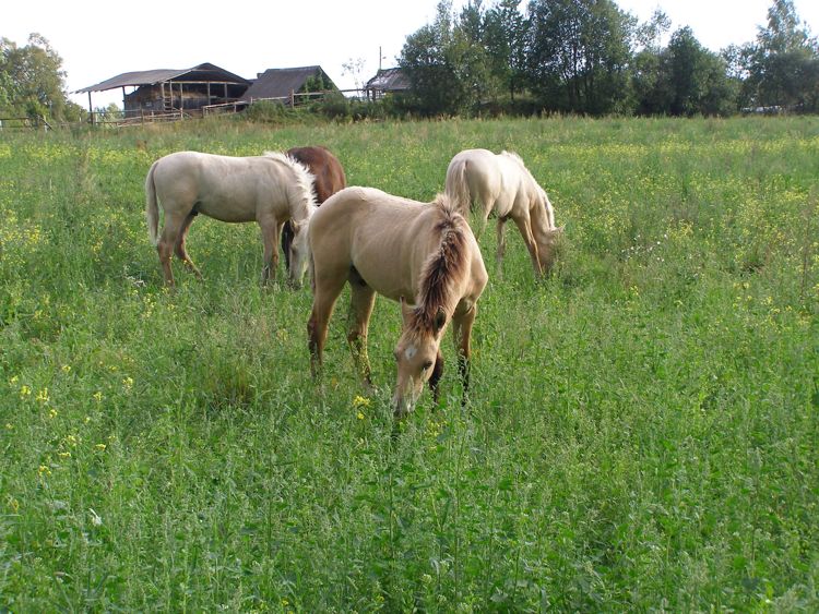 Усадьба «Конный фольварок»