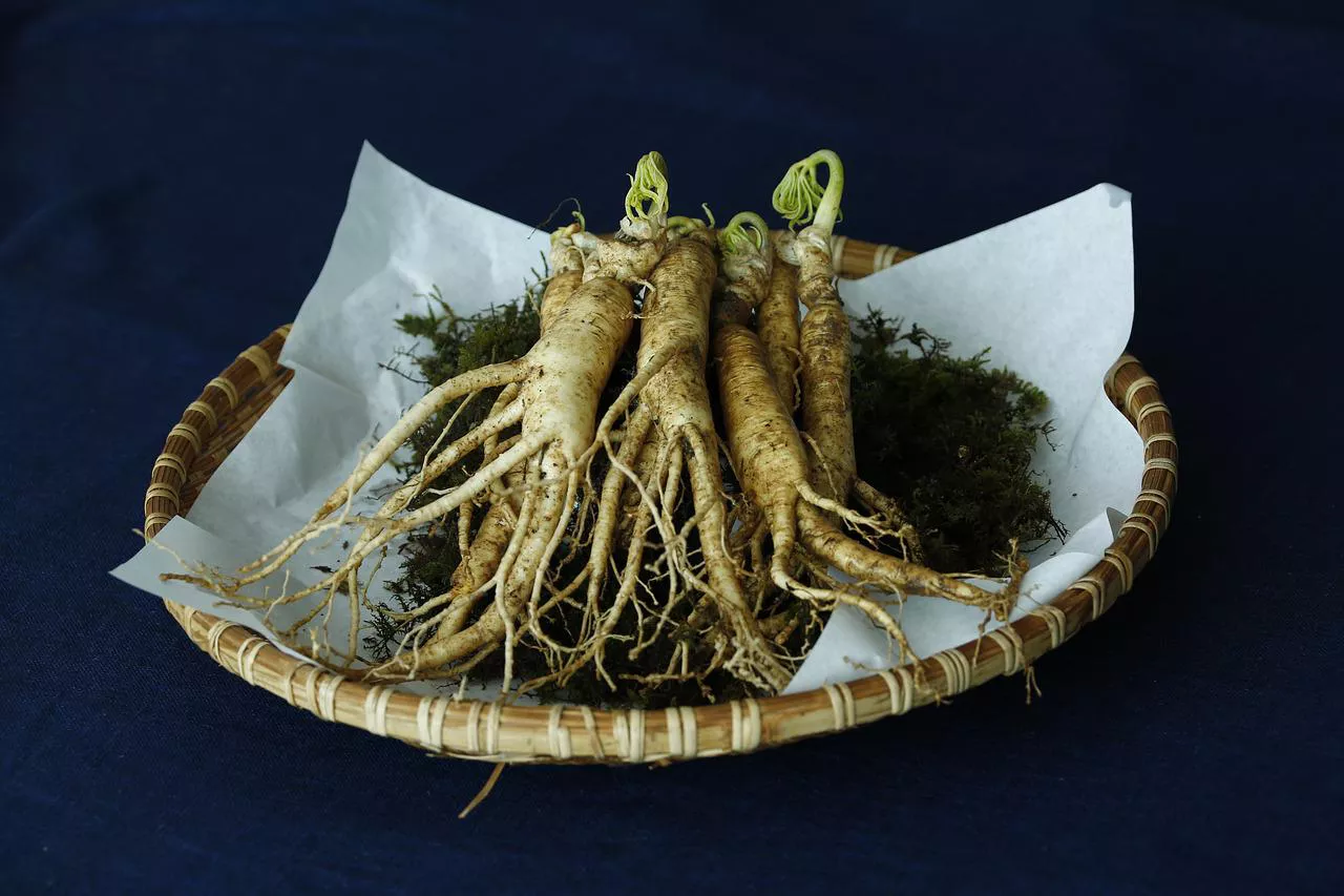 Женьшень (Panax ginseng)