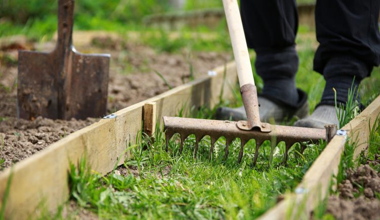 Опасность теплой зима для посадок