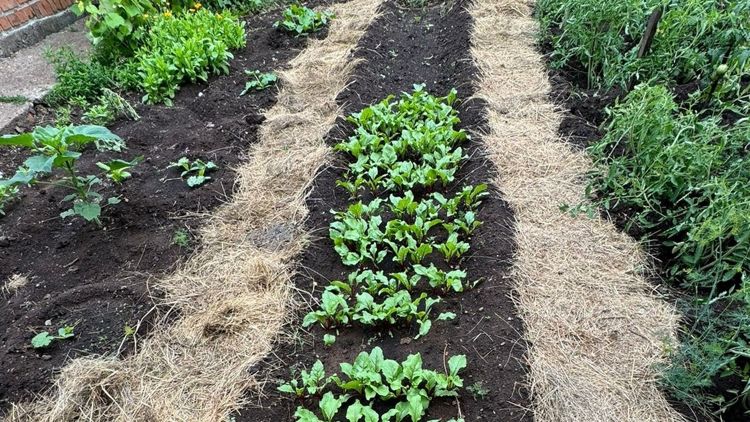 Опасность теплой зима для посадок