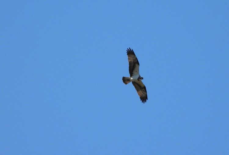 Березинский биосферный заповедник