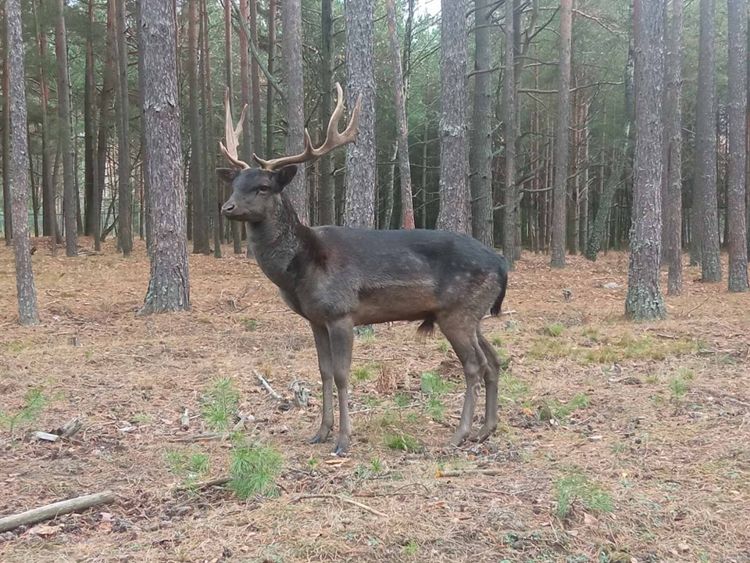 Березинский биосферный заповедник