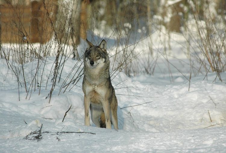 Березинский биосферный заповедник