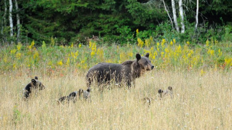 Березинский биосферный заповедник