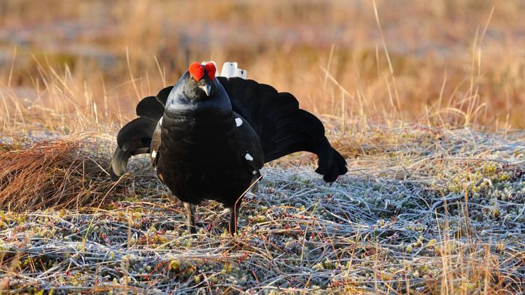 Березинский биосферный заповедник