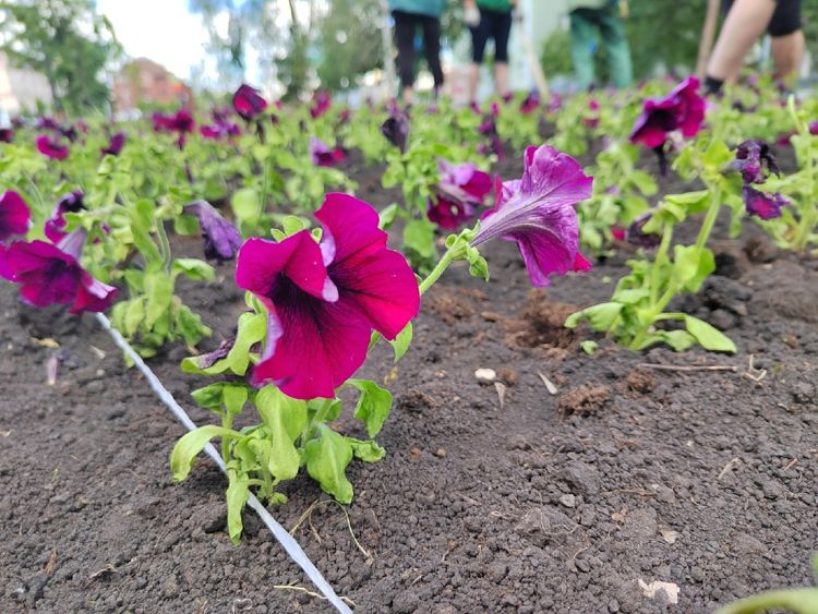 Опасность теплой зима для посадок